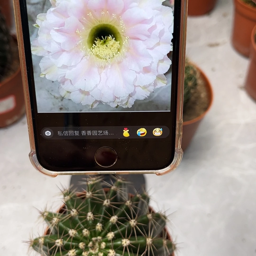 彩草云婉8公分左右