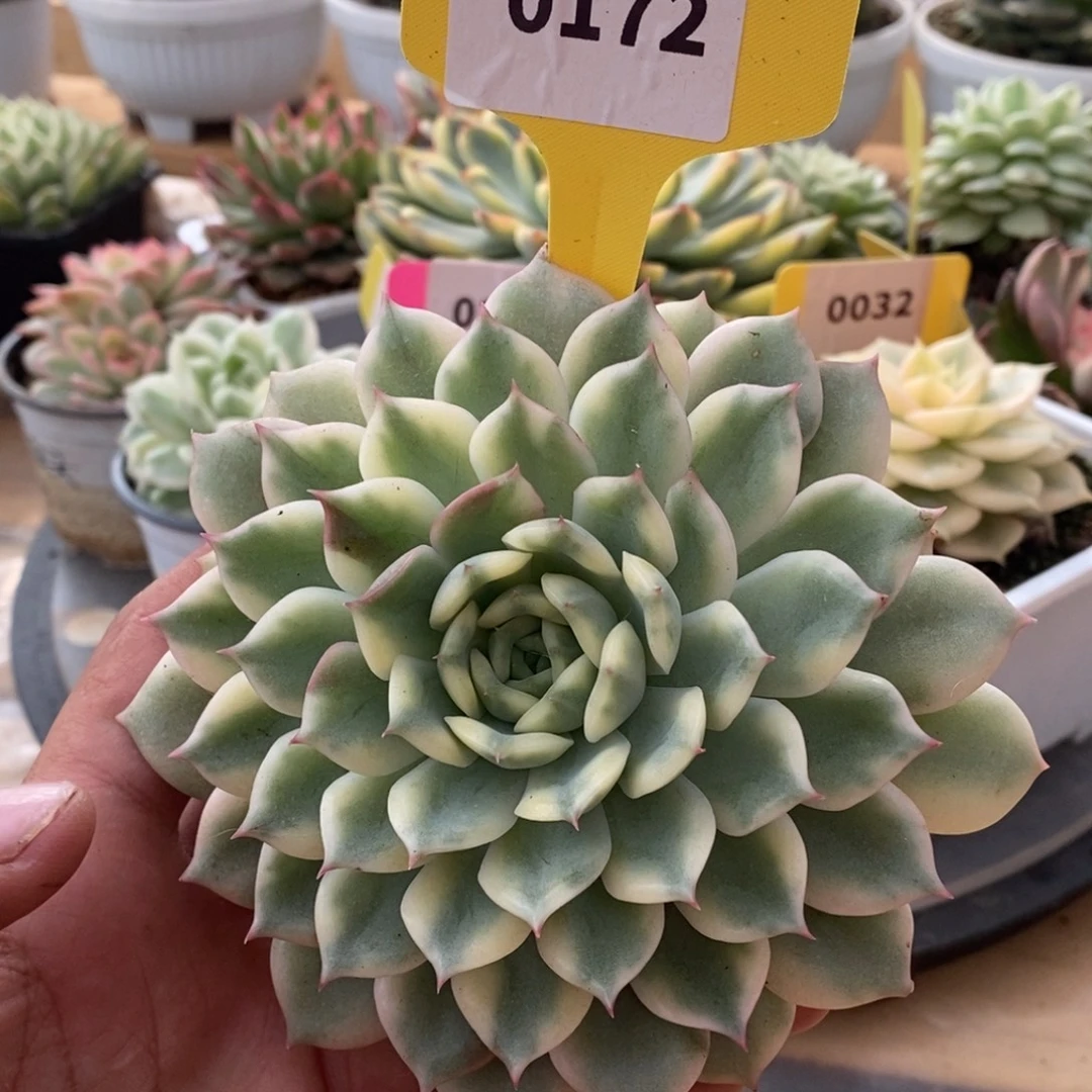 0172爱丽儿哈哈哈哈