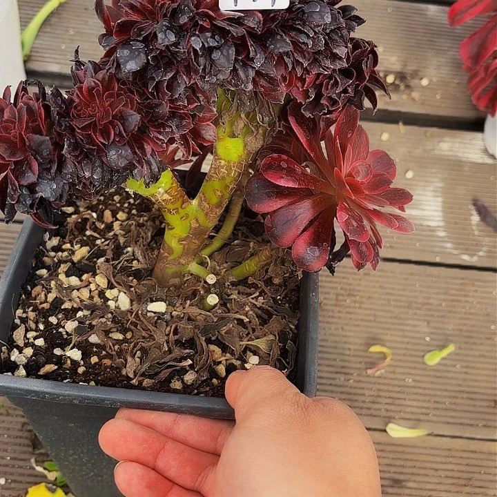 137福利不包断支有伤植物