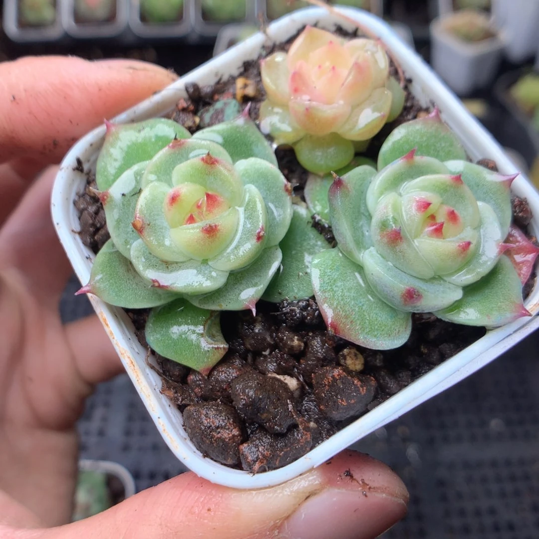 无花朵S130用英语英语yyy