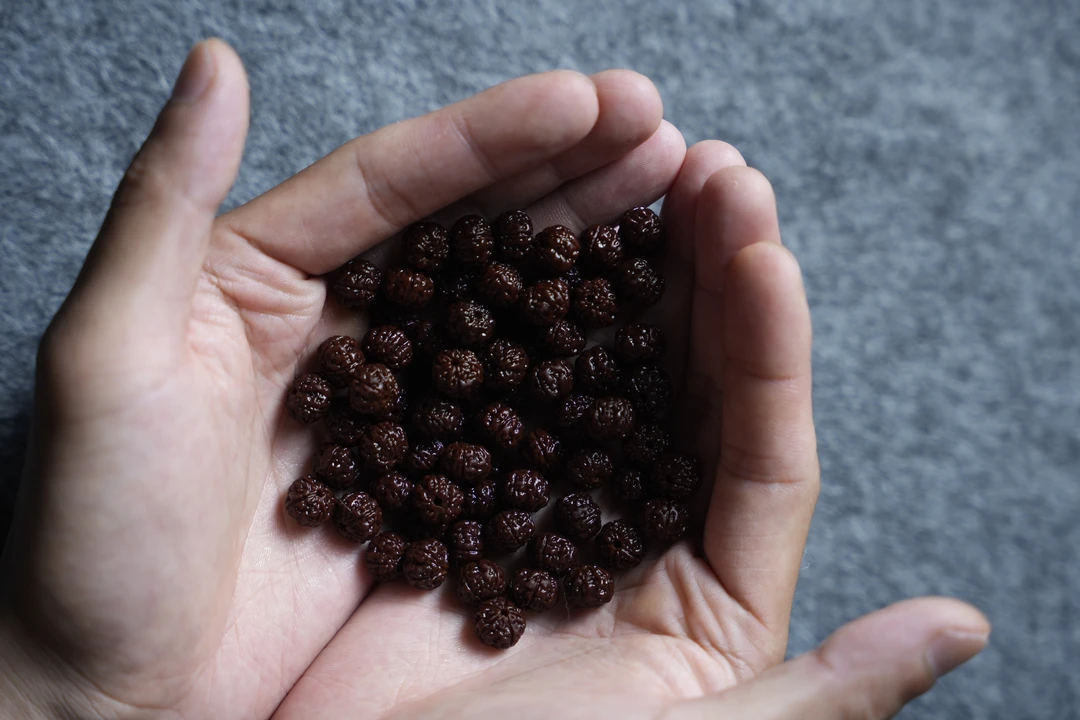 Du造物狮王梅花去完黄的籽一包