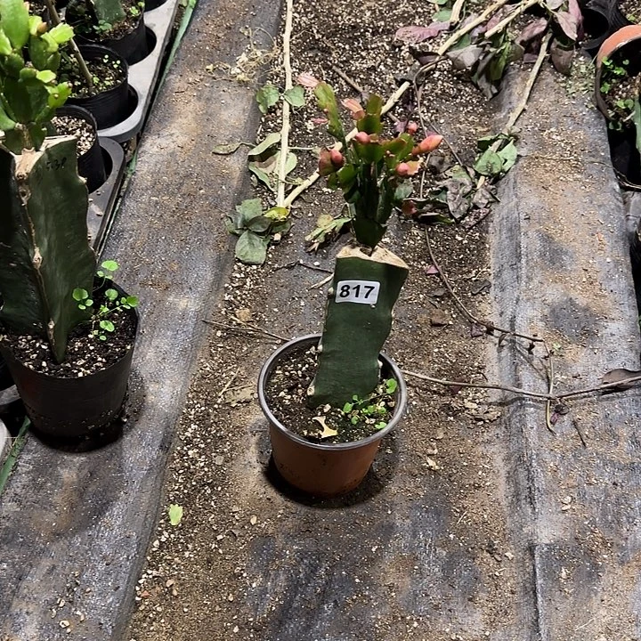 东***败817嫁接蟹爪兰：黄金（随单）