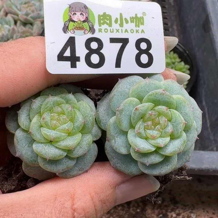 多肉植物多肉植物