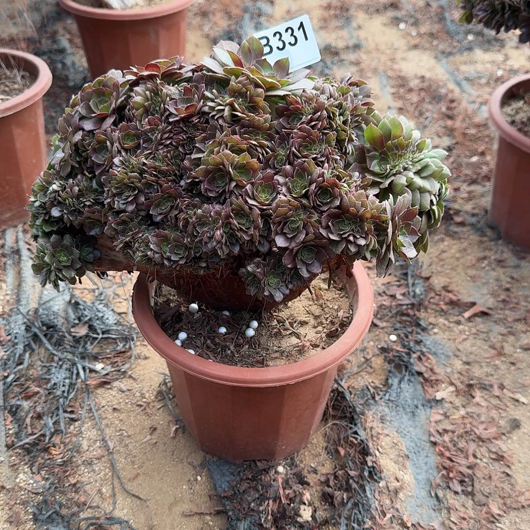 331万缀朵朵一颗满28包邮