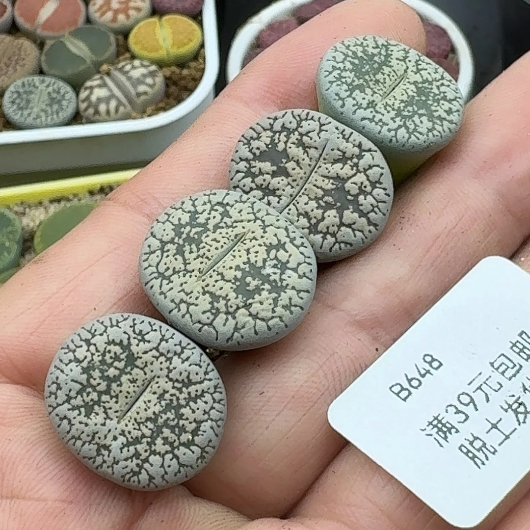 648多肉哈哈哈哈哈哈