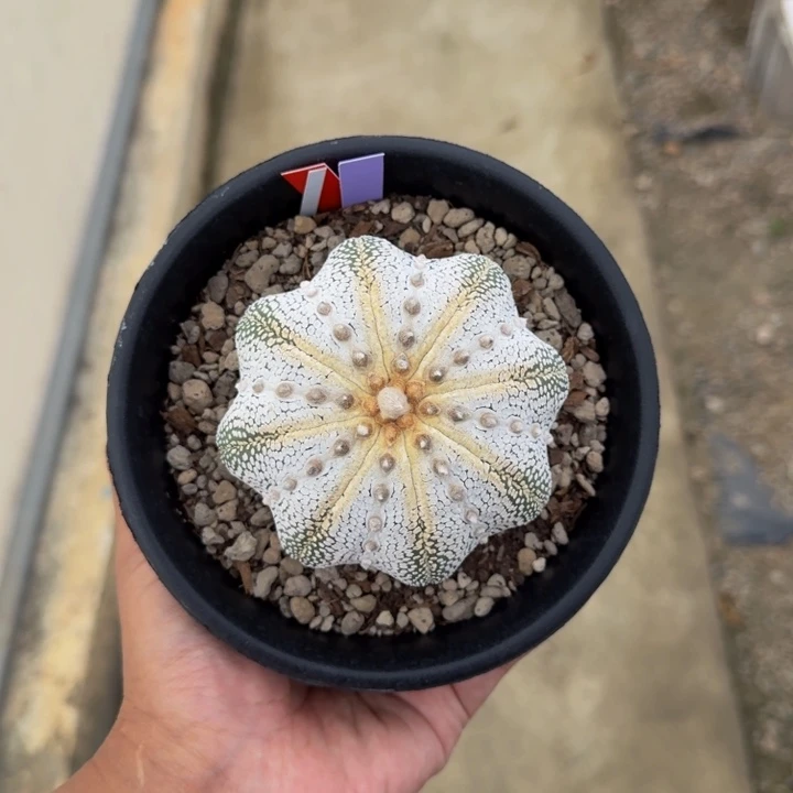 9.3奇迹岛国的棱间很干净