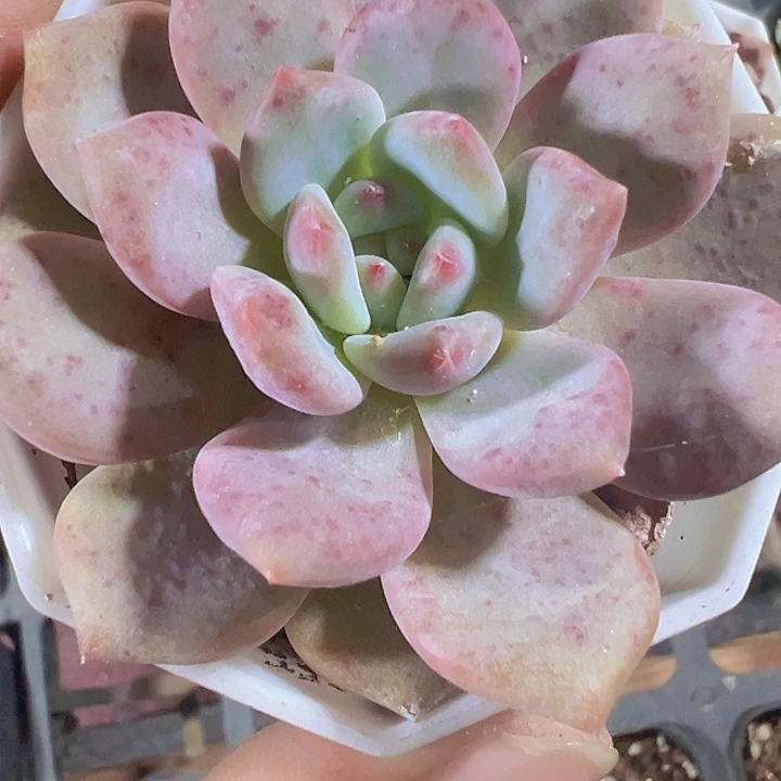 凌雪精品多肉植物