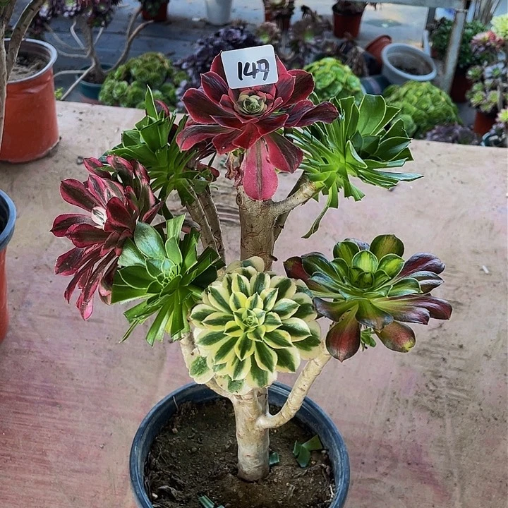 淡***…架接法师一个147号