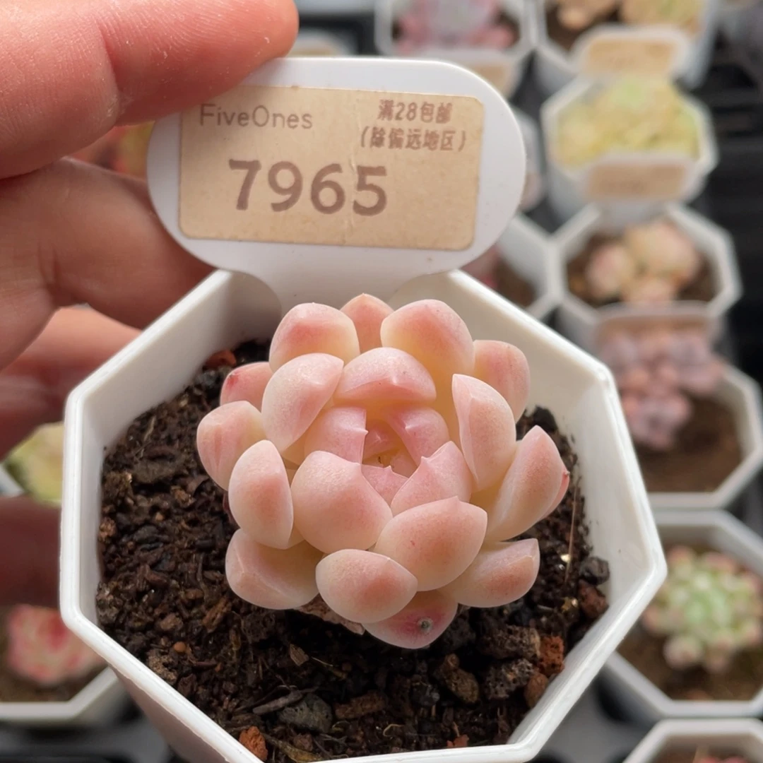 山***候白桃汽水7965-4.5厘米