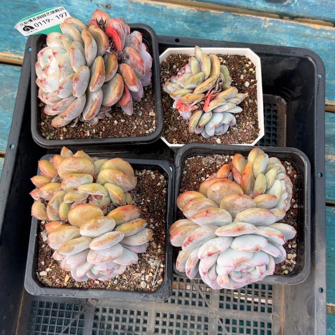 多肉一物一拍编号0119-197