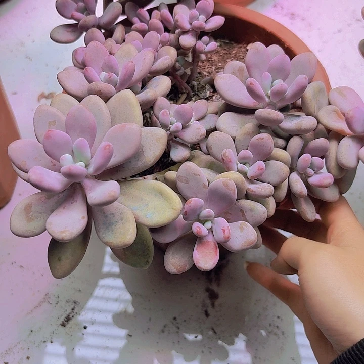 掏蛋多肉植物福利价