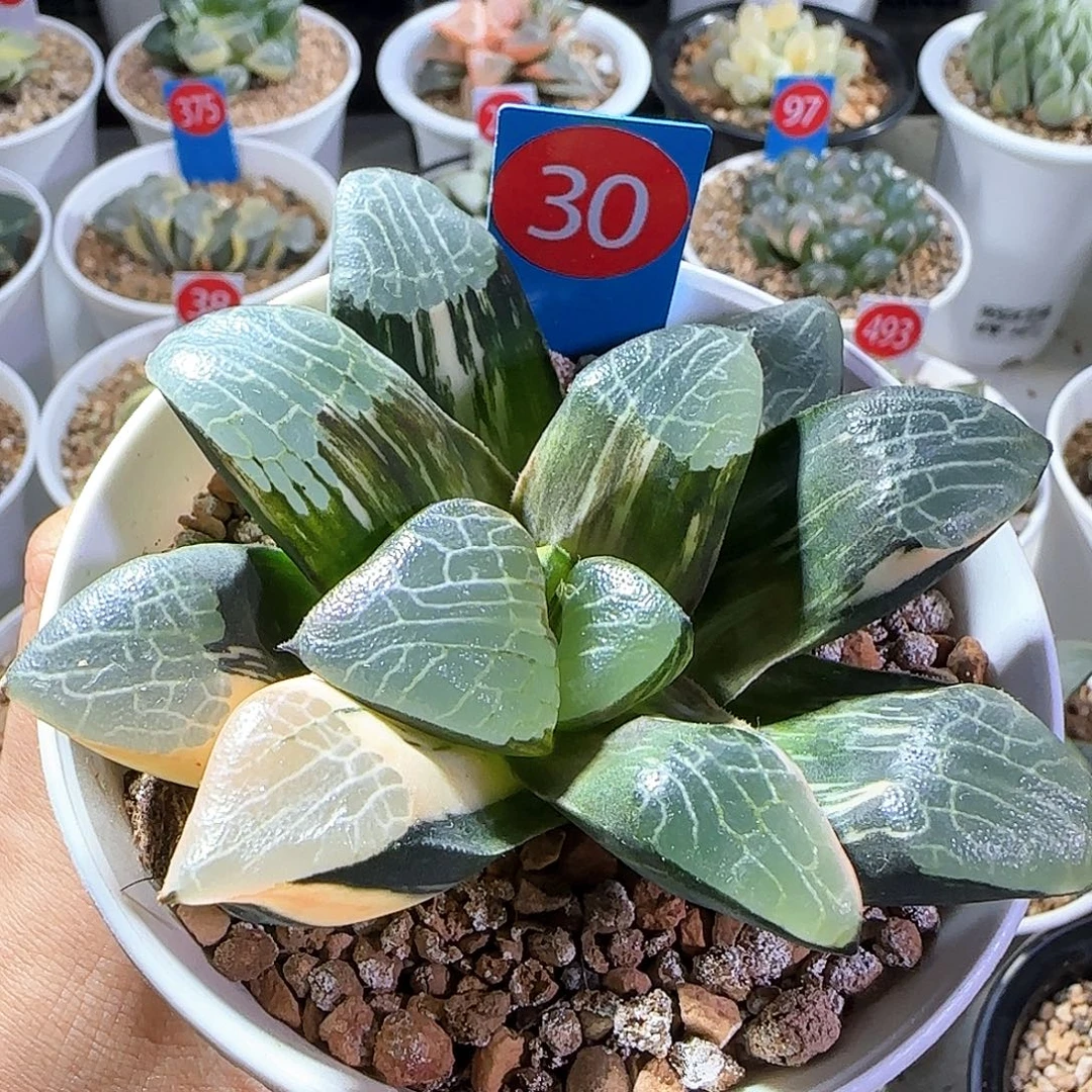 30号大型丘比特克锦一物一拍带盆土