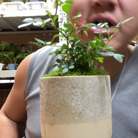 红陶一物一拍所见即所得223