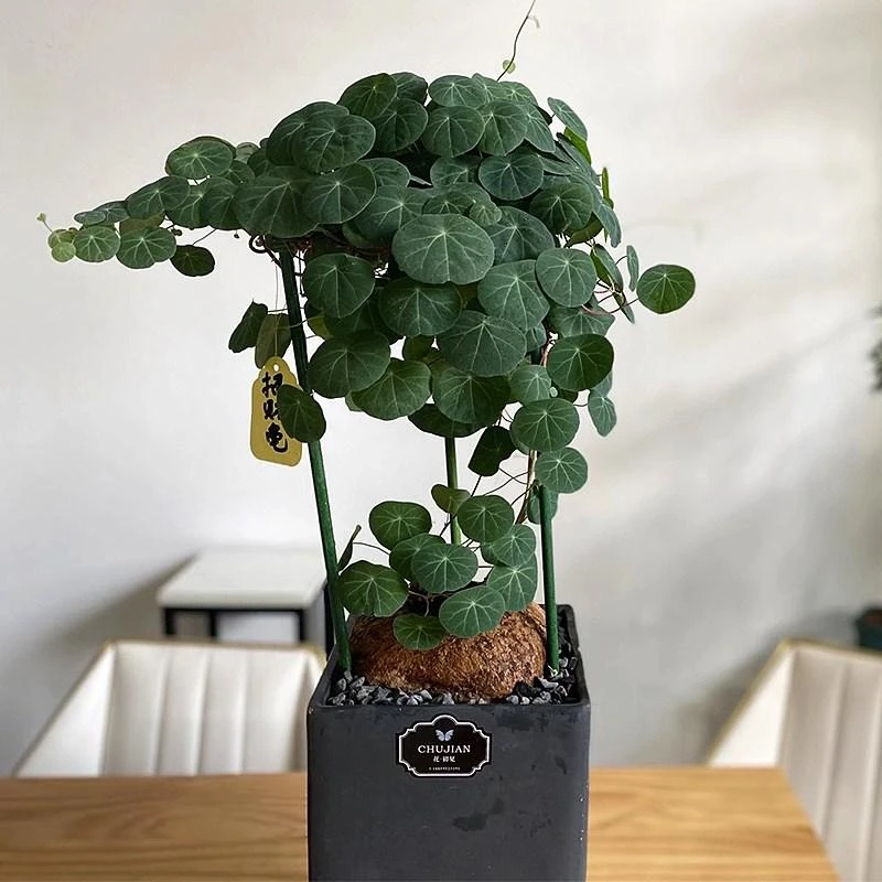 精选云南红藤山乌龟室内多肉块根植物金圆叶庭院爬藤盆栽水培土培