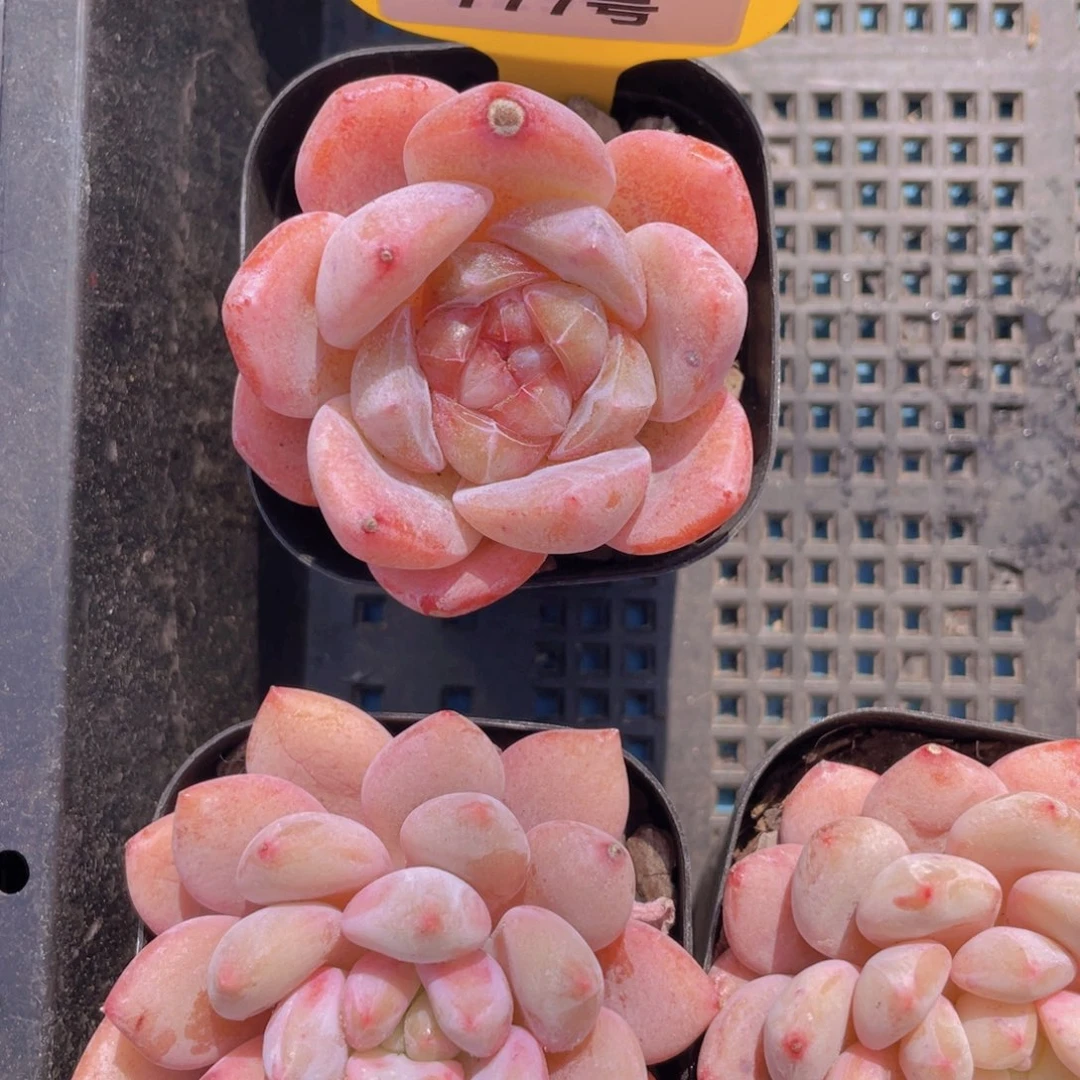 777号珍妮果冻糖心大白兔单头一个