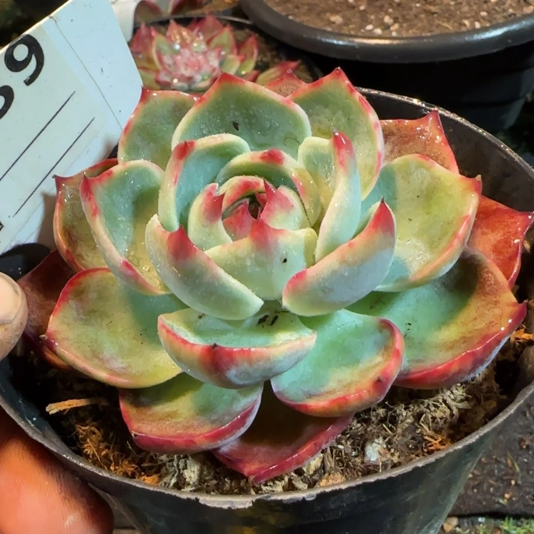 惊鸿一物一拍包装收缩花旱739