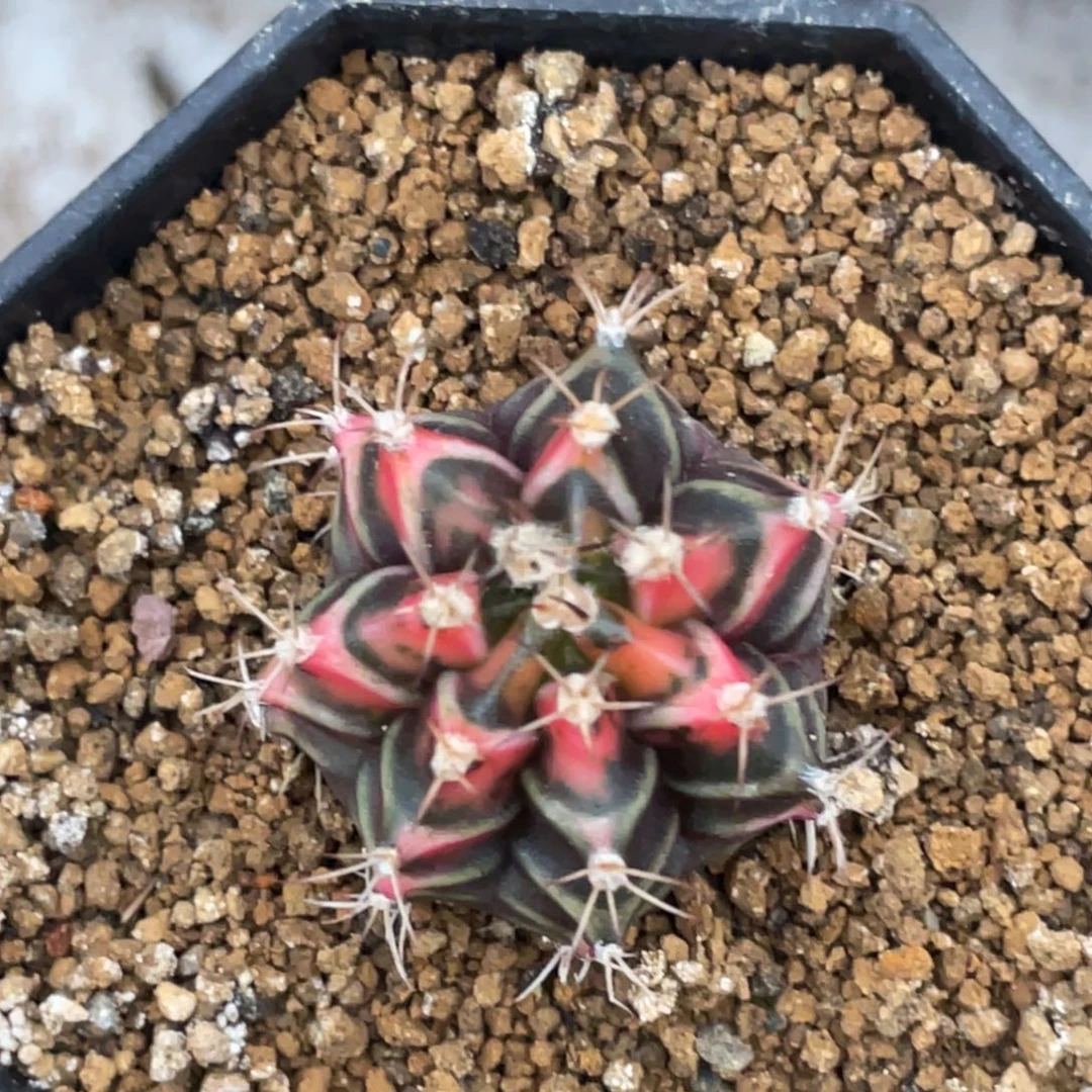 当前无花朵，栽培后可花朵橘粉虎斑