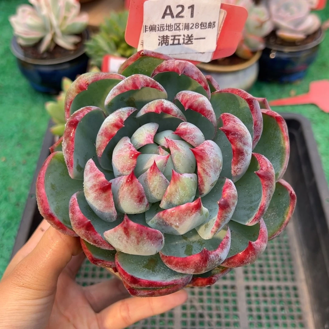 表妹精品多肉A21.