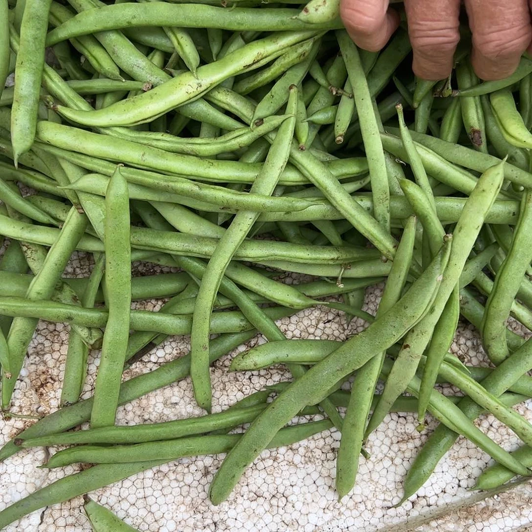 ****و5天中国大陆包装代购青辣椒+四季豆