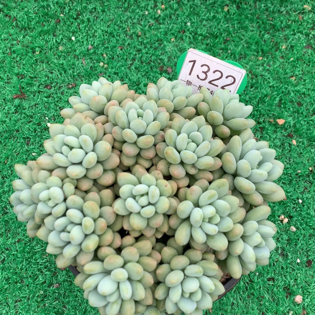 洛可可无砍平头1322
