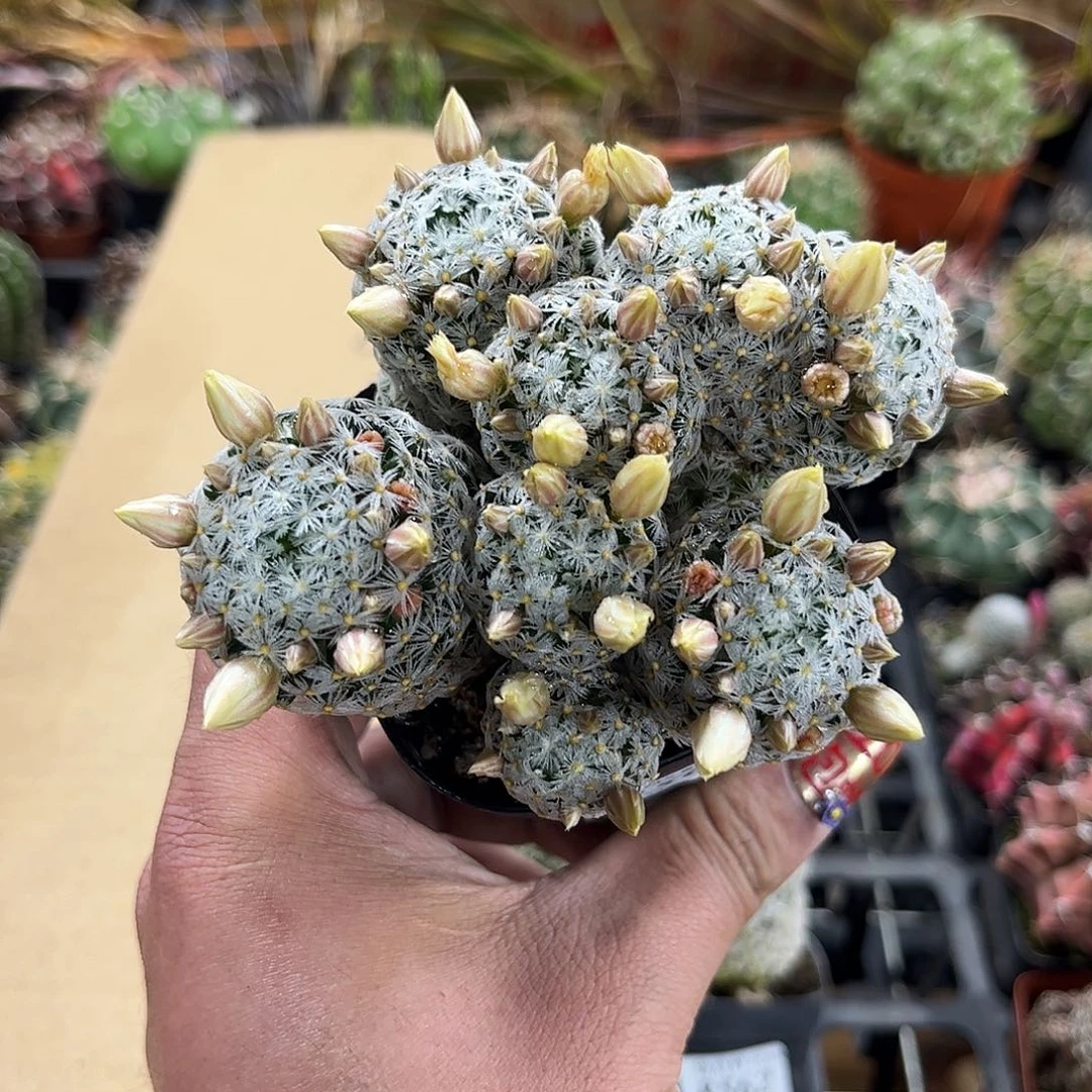 ?**?8564一物一拍单头发货