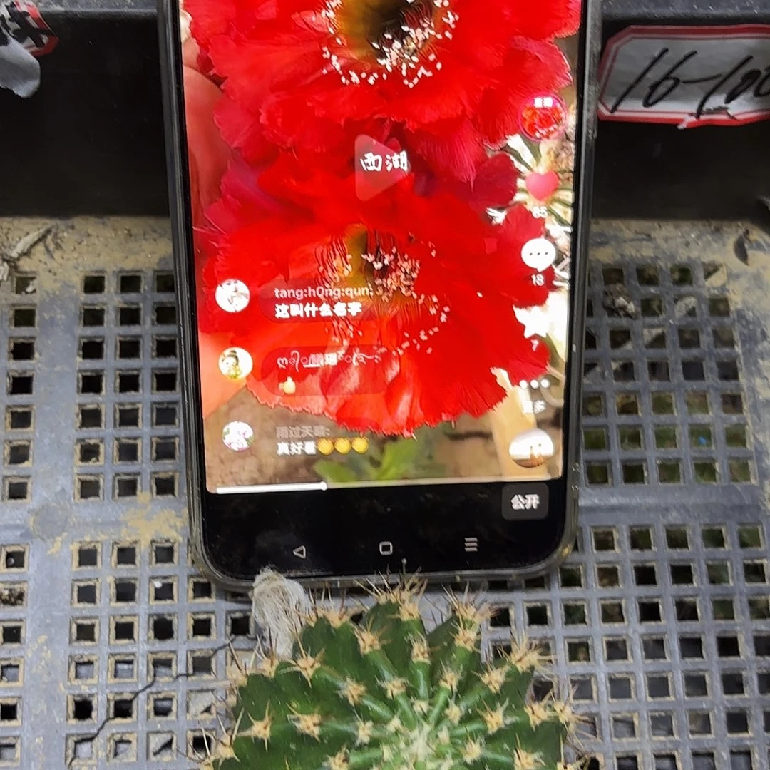 16-100彩5红侧牙20包邮50
