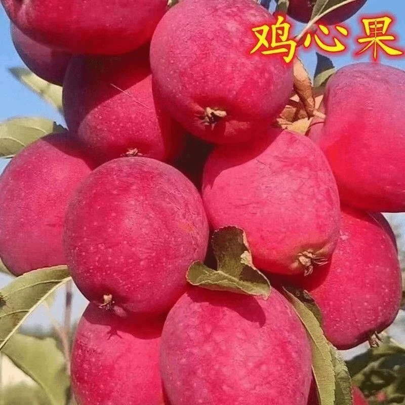 鸡心果 东北特产锦绣海棠沙果嫁接果树苗 盆栽地栽南北方种植