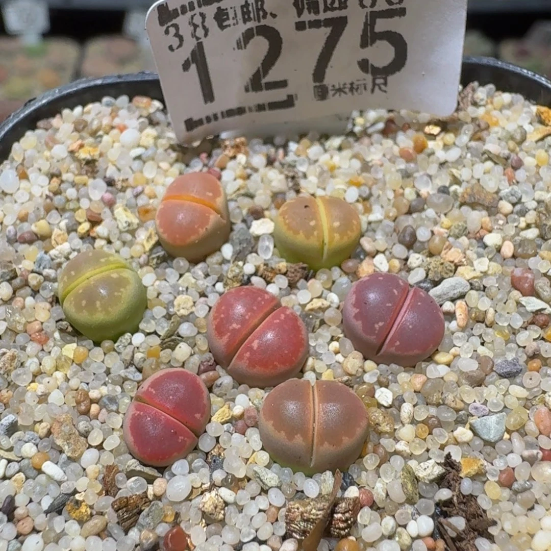 Ssss精品生石花1275