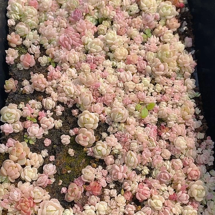 128 多肉植物盆栽花卉植物