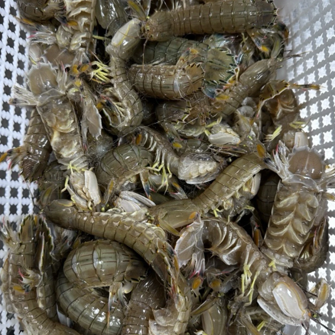 二界沟虾爬子三斤保鲜不保活顺丰包邮
