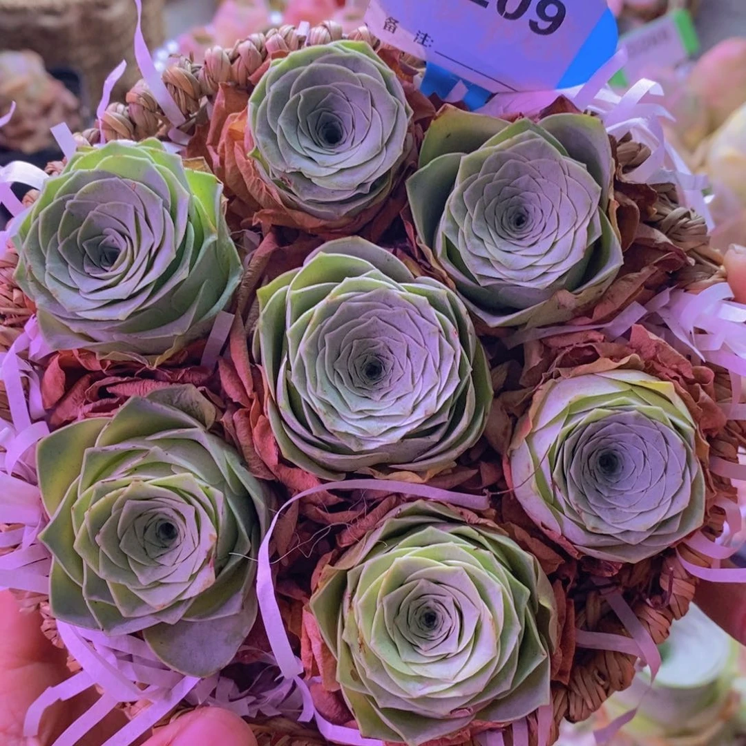 D209山地玫瑰一物一拍花篮