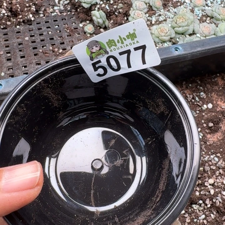 月***凉多肉植物多肉植物