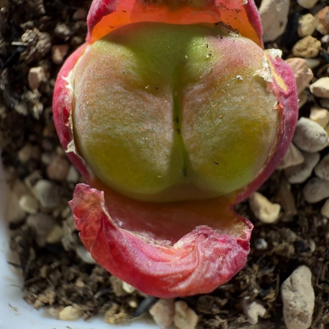 蔡*宝2990。水蜜桃一颗