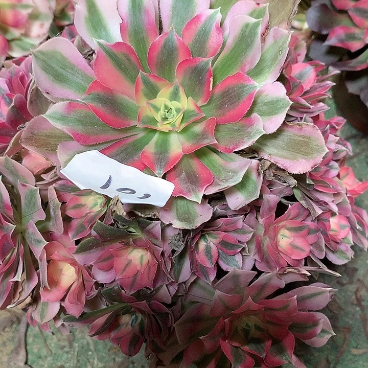 101多肉植物女巫一物一拍