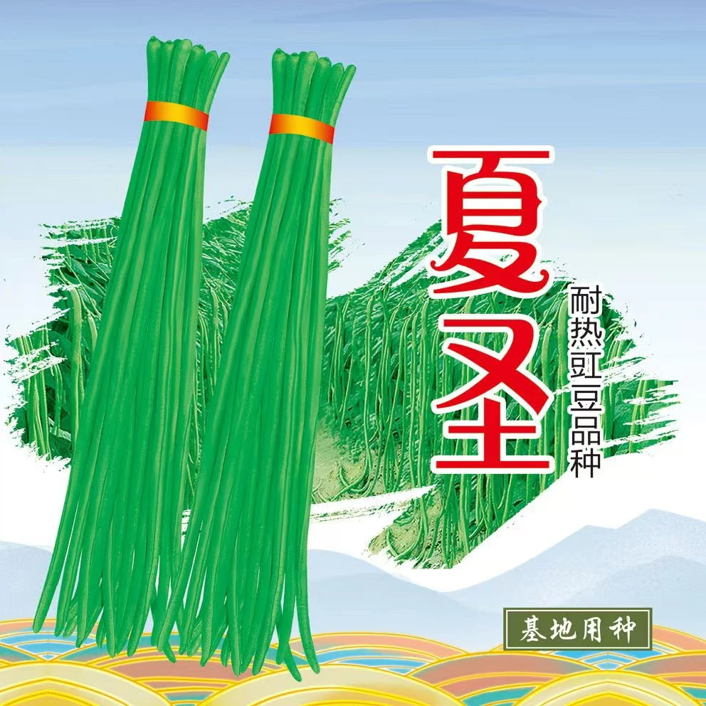 夏圣耐热高产长豆角豇豆豆角种子四季豆种子蔬菜蔬菜种子正品菜籽