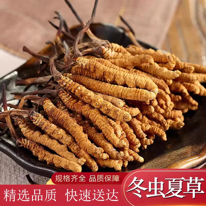 正宗冬虫夏草高海拔天然干草滋补佳品优质泡酒精品虫草5/10/20根