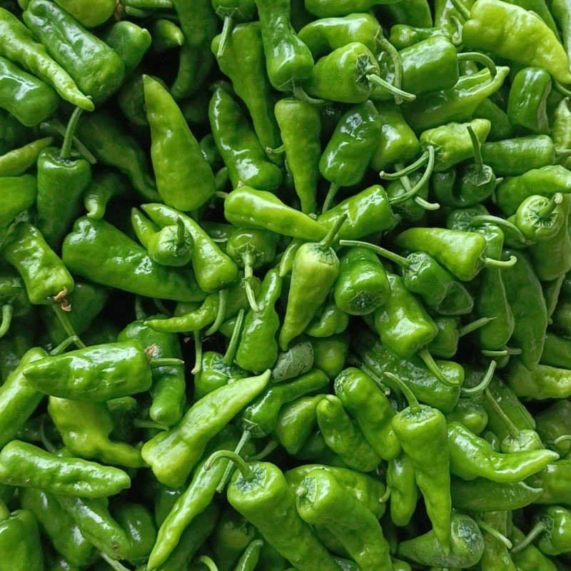 头茬余干辣椒现摘现发应季辣椒第二批上市新鲜