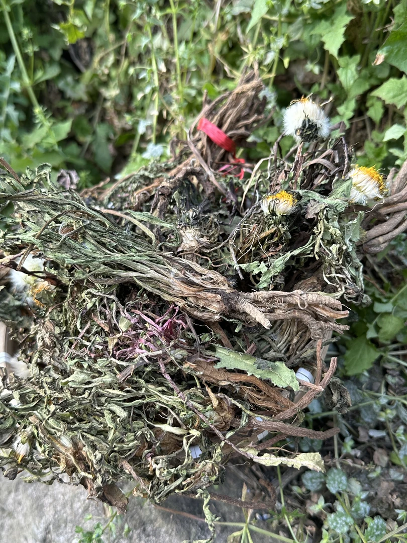 [蒲公英]深山野蒲公英