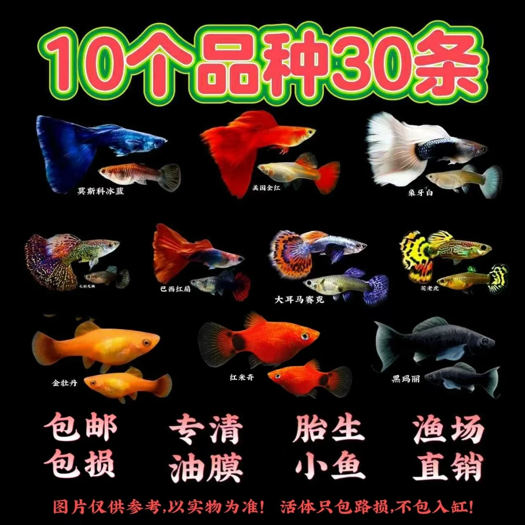 【10个品种30条】孔雀鱼玛丽鱼淡水鱼小型热带鱼观赏鱼好养好繁殖