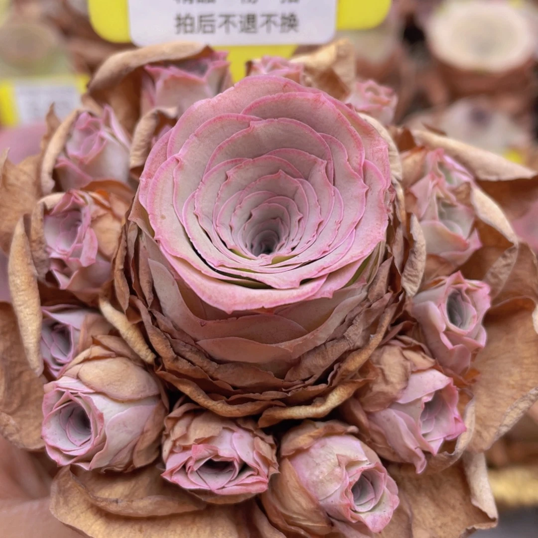 山地玫瑰Z430断枝不包损不售后