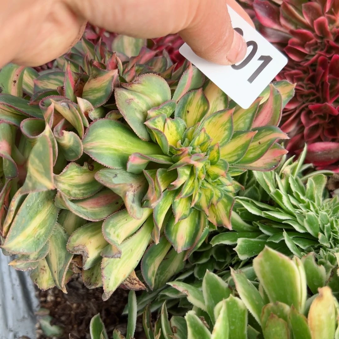 我7001 号多肉法师新年特价