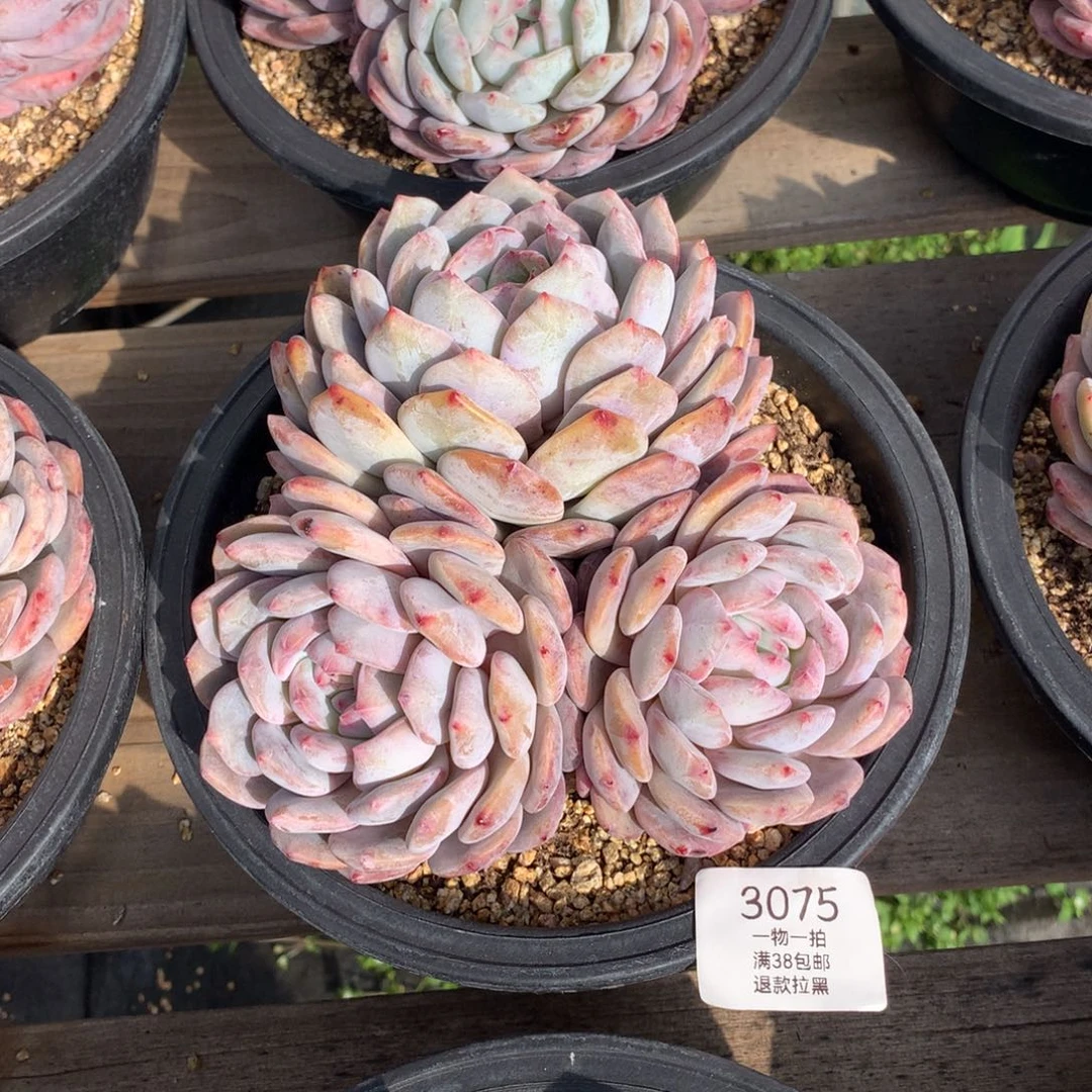 17厘米三头有砍星影3075