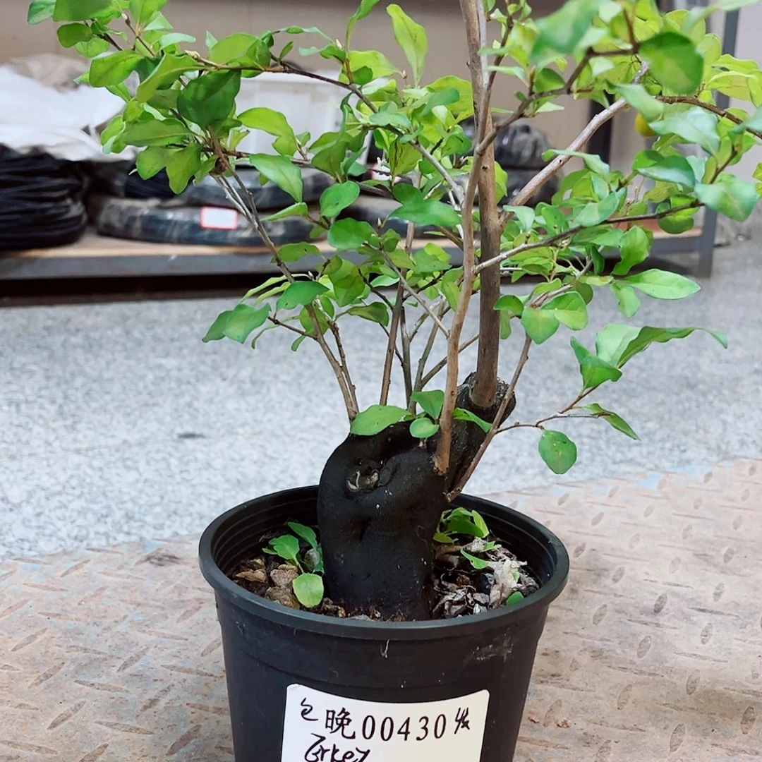 无花朵晚     00430