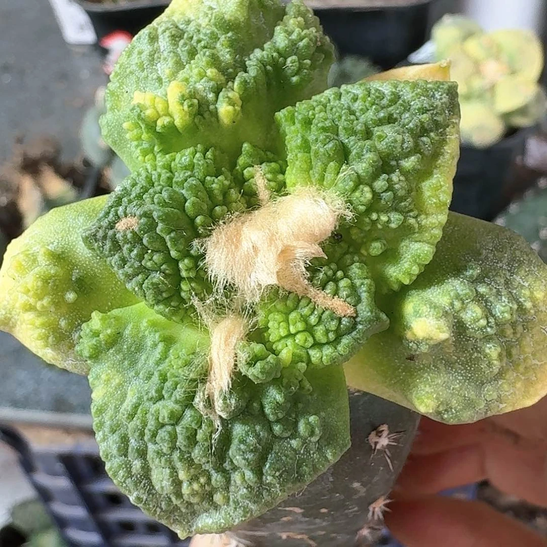 【闪购商品】无花朵云**轻哥怒锦305