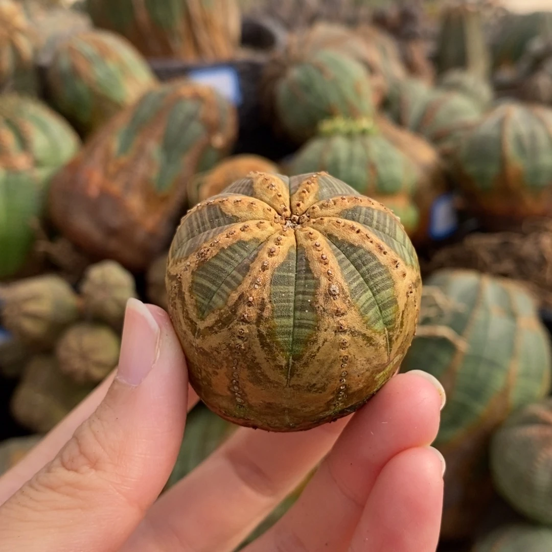 11布纹球精品一物一拍