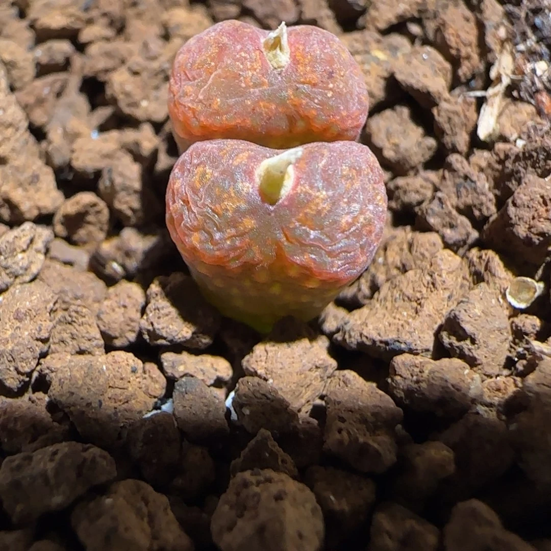 肉锥多肉植物组合-绒面红勋章595