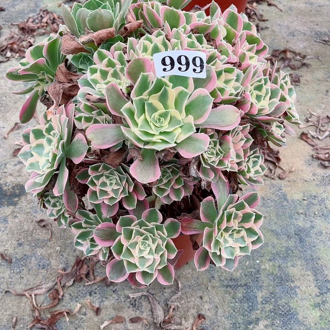 无花朵用****8多肉植物女郎999