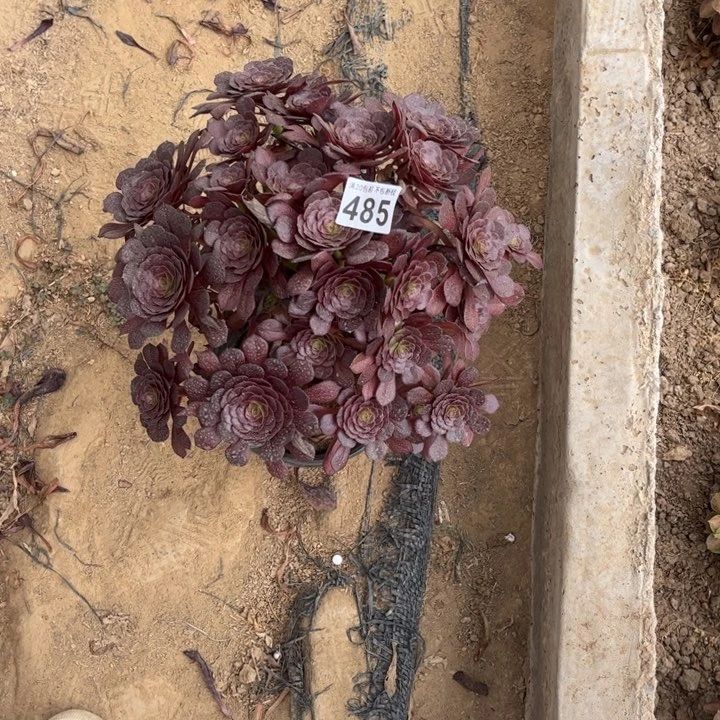 阿***敏红萝莉485不包断枝