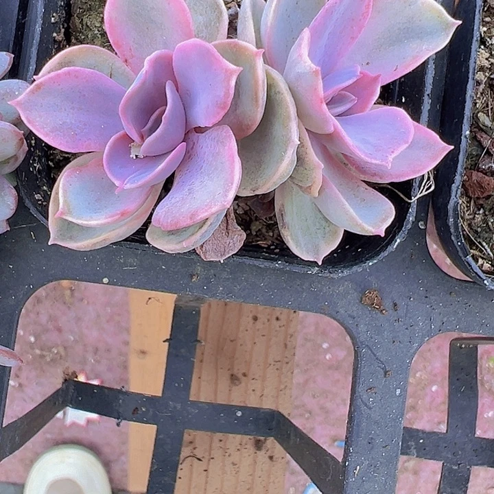 彩虹锦精品多肉植物