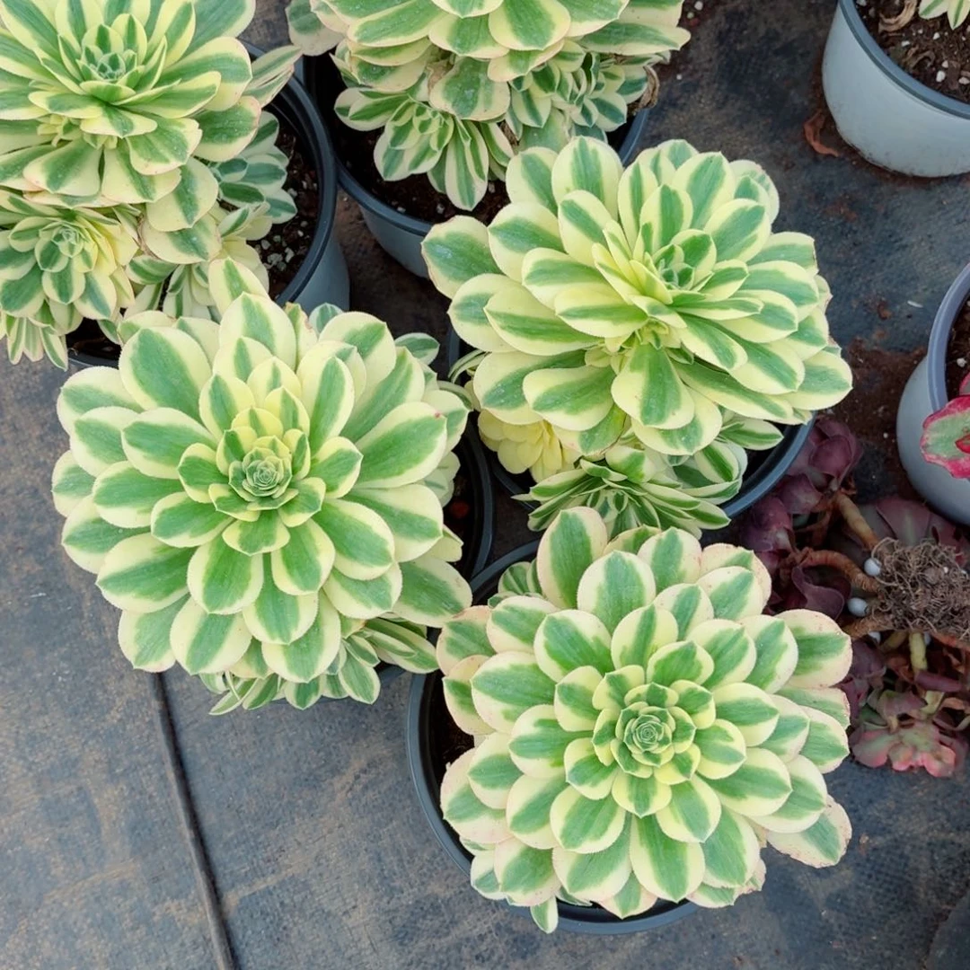 180迈巴赫捧花多肉法师